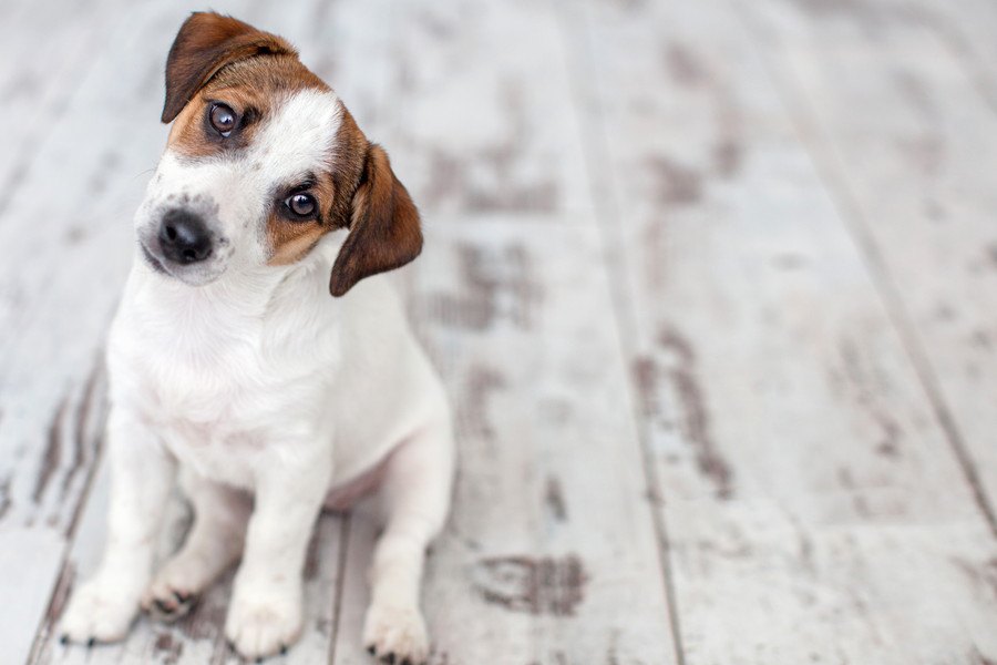 『愛犬第一』になりすぎてない？飼い主が知らない間にしている迷惑行為４選