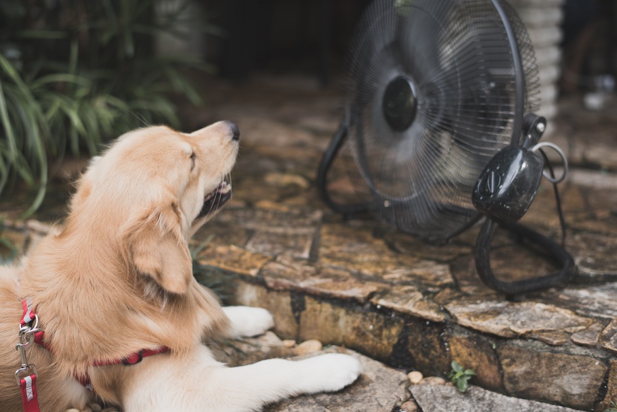 犬が暑がっている時にする仕草4つ