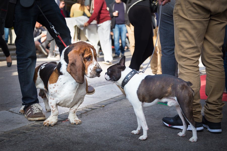 犬を人混みに連れていくべきではない理由３選