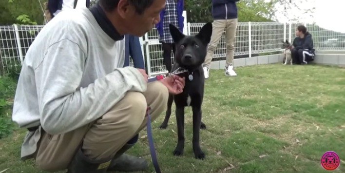 男性が苦手な元野犬…リハビリセッションで見違えるほど穏やかに！