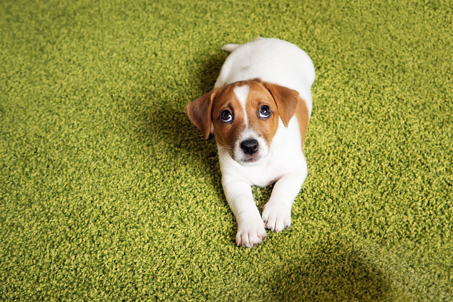 犬がなついてくれなくなる4つのNG行為