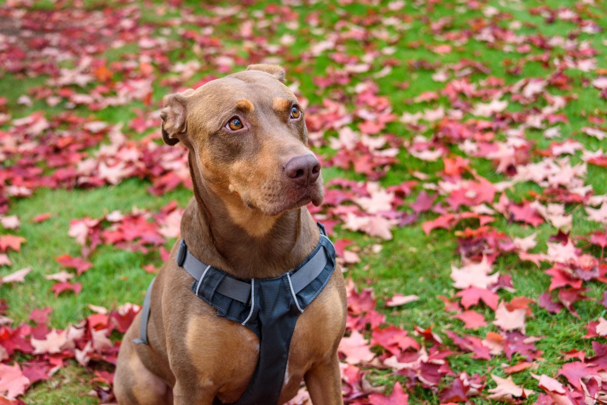 犬が時々ピタッと止まる理由とは？5つの心理を解説