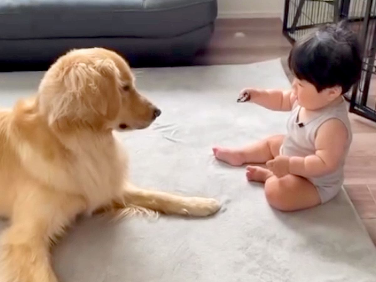 やんちゃな性格の大型犬が赤ちゃんに接近→危ないと思ったら…まさかの『意外すぎる行動』に「お兄ちゃんの表情」「笑顔になれる」と絶賛の声