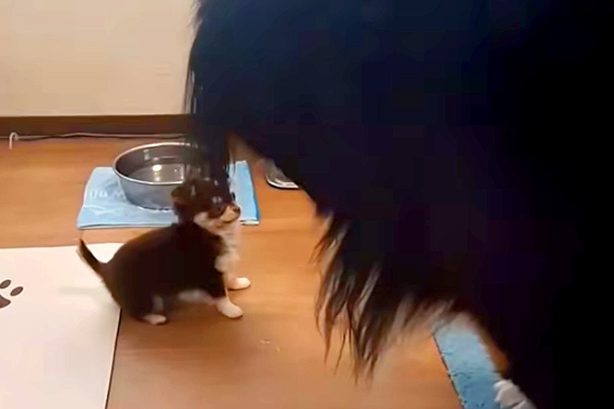 たった1kgの子犬が『40kg越えの超大型犬』と遊んだ結果→あまりにも愛おしい『サイズ差』が50万再生「心は大型犬ｗ」「可愛いの渋滞」