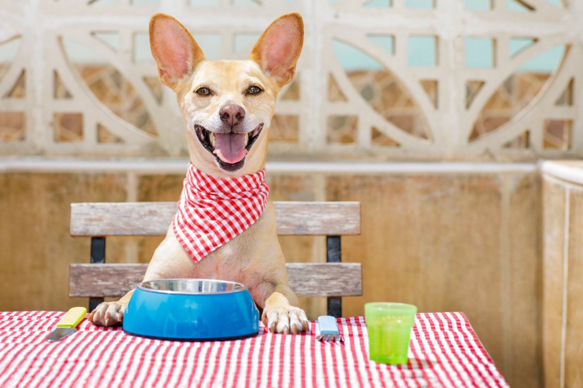 犬は『豆腐』を食べても大丈夫？愛犬にとってのメリットや与える際の適正量まで