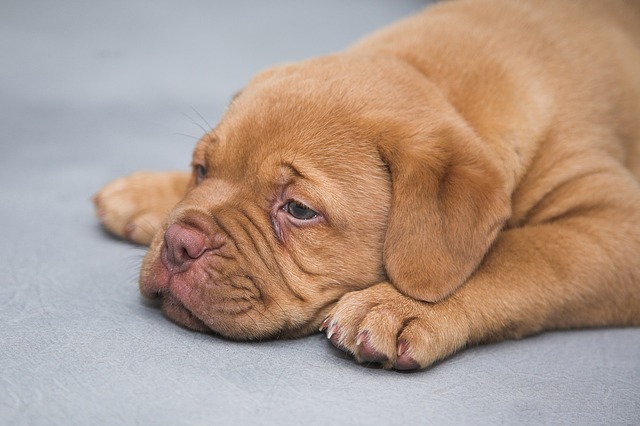 世界初！体外受精によって子犬が誕生!