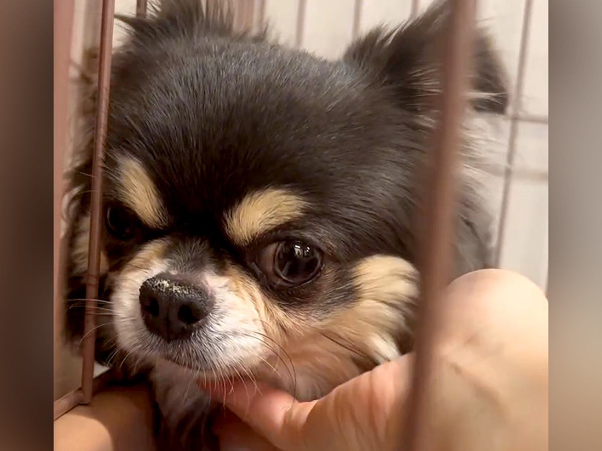 『私はどうしてここにいるの？』人を怖がる元繁殖犬…保護当時では考えられない『涙が出る光景』が18万再生の反響「幸せに」「おめでとう」の声