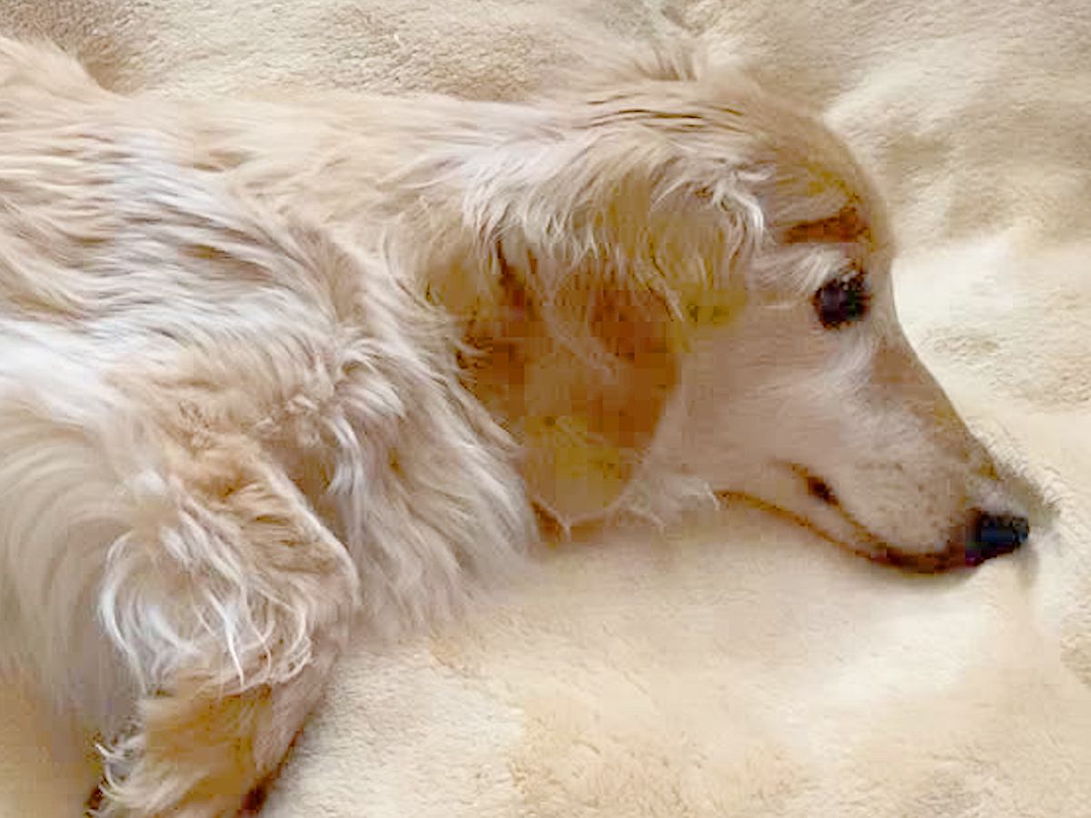 容態が急変し、医者に『今死んでもおかしくない』と言われた18歳の老犬…信じられない『まさかの展開』に涙「本当に良かった」と5万再生