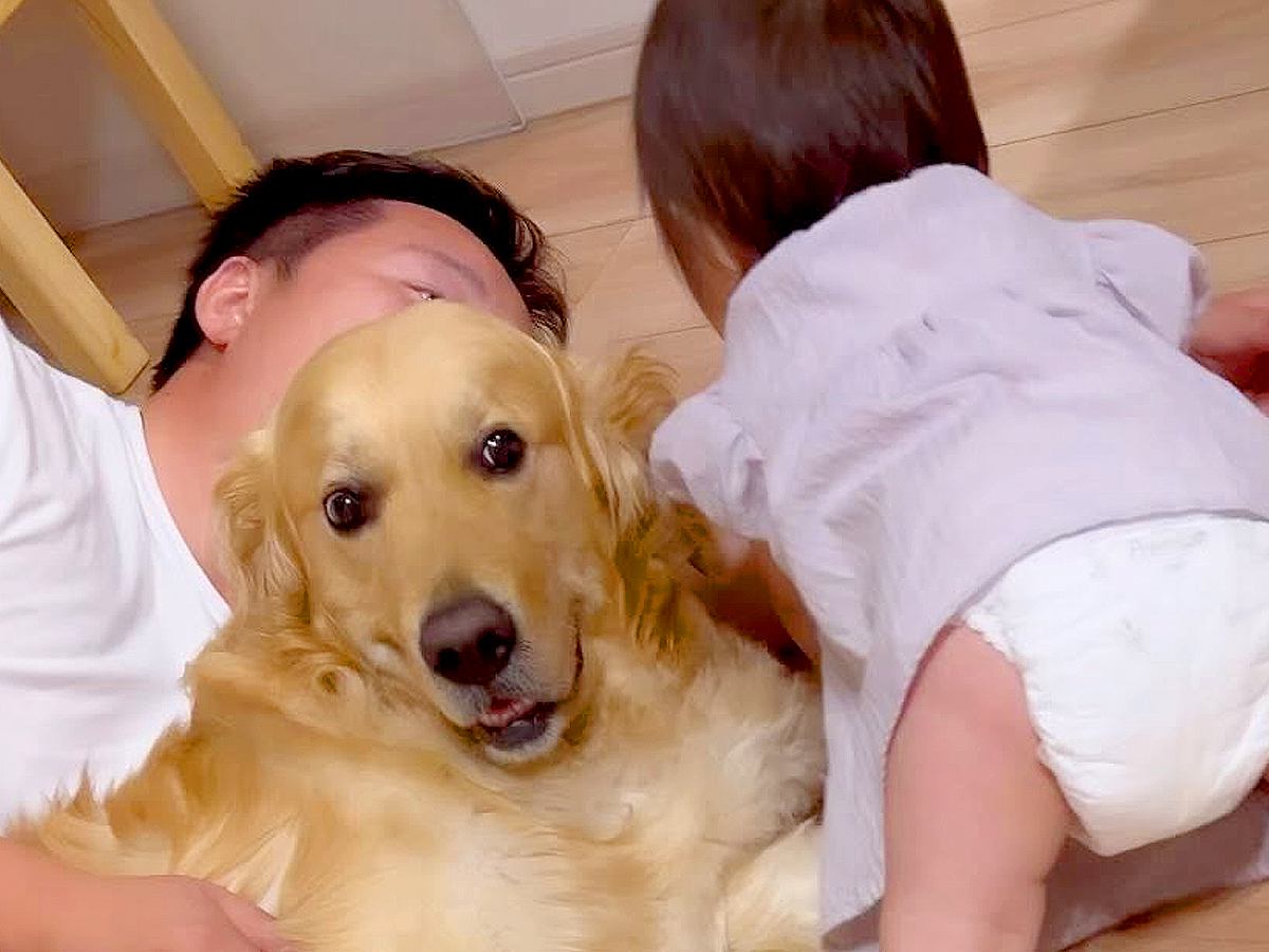 パパと大型犬が一緒に寝転がっていたら、赤ちゃんが羨ましがり…乱入して見せた『まさかの行動』に胸キュン「ヨシヨシ可愛すぎｗ」「癒された」