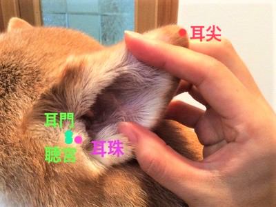 【犬の耳ツボ】毎日のスキンシップで健康促進！