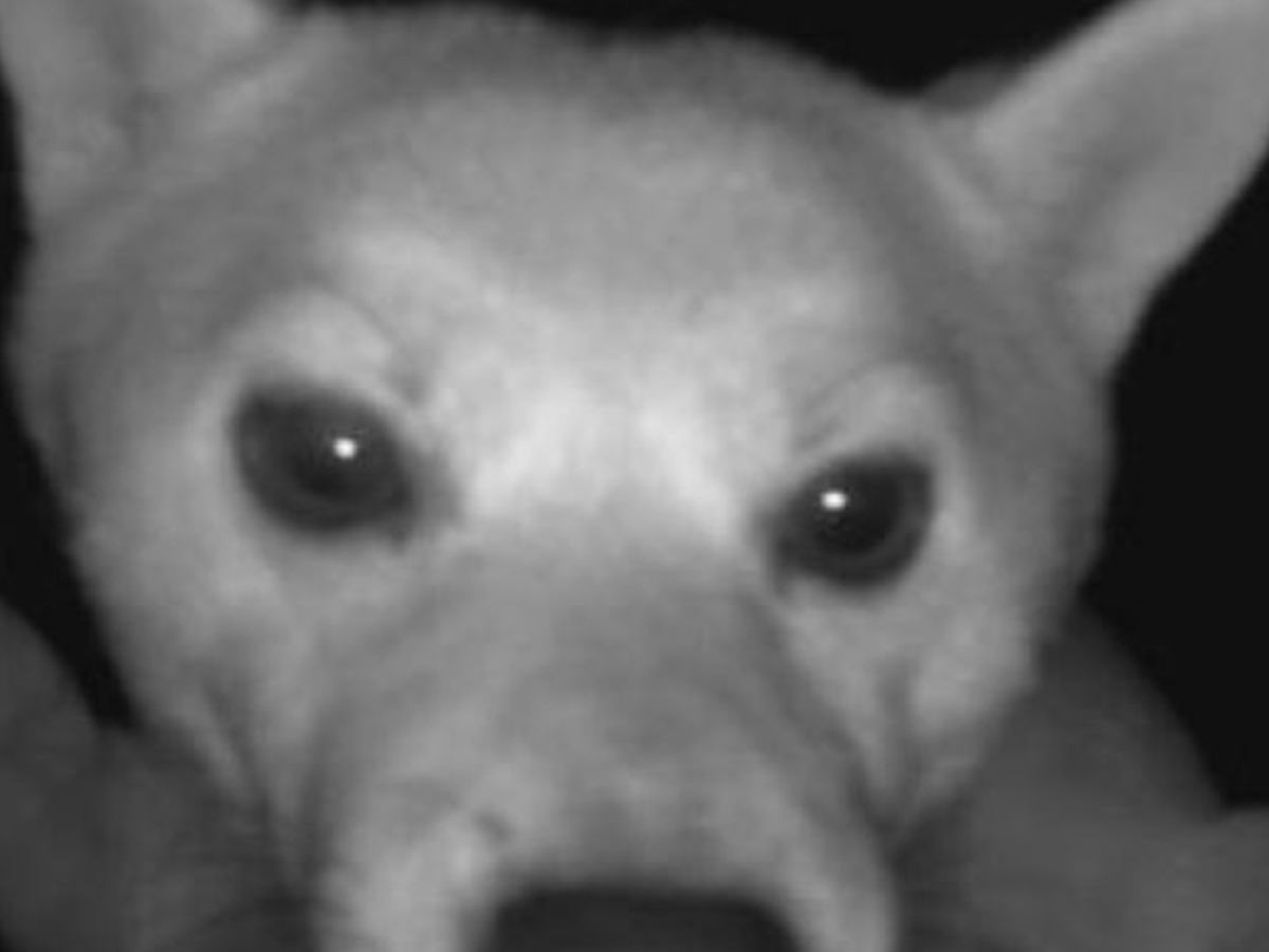 ふと監視カメラを確認した結果→犬が映っていて…ワンコとは思えない『まさかの光景』に3万いいね集まる「プロレスラーかな？」「ポーズｗ」