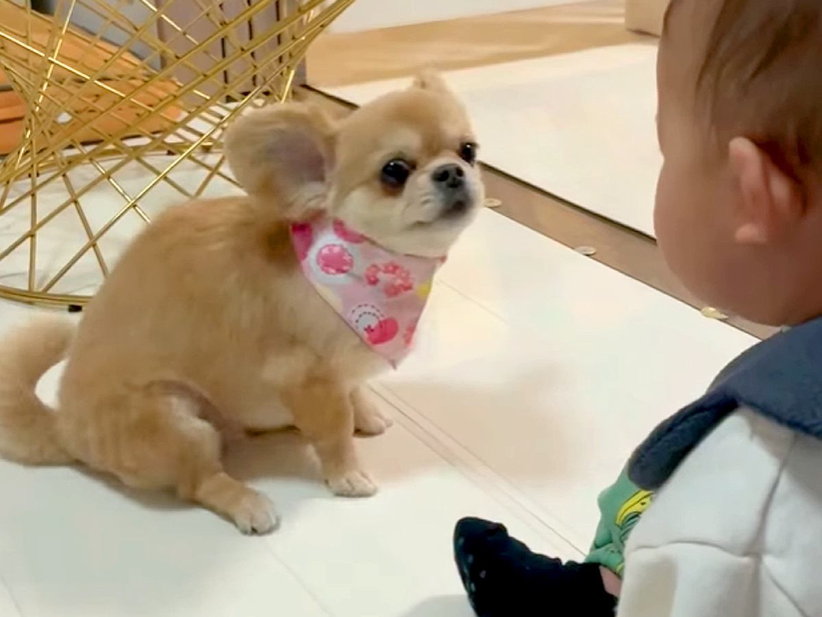 面白い動きで赤ちゃんを笑わせる犬→ギャップがすごい『カッコよすぎる去り際』に44万再生の反響「最高ｗｗ」「クールで草」と爆笑続々