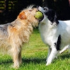 犬が誤飲してしまう理由No.1は？事故防止の心得をしま伝授します！