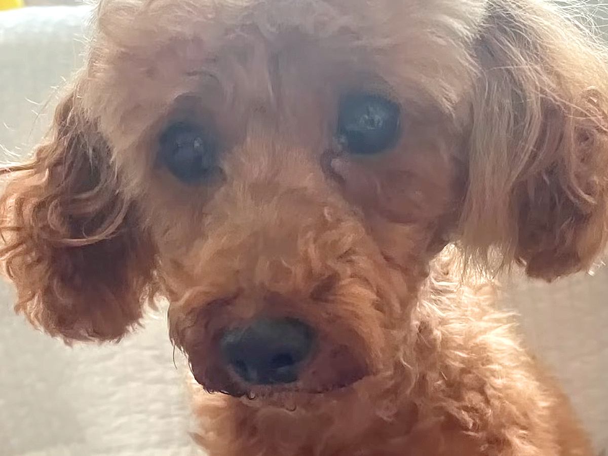 『寿命の約半分、繁殖させられてきた犬』を引き取った結果…過去７年間が嘘のような『涙の現在』が9万再生「表情変わった」「頑張った」と反響