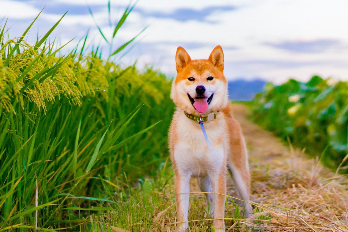 『長生きする犬種』5選　平均寿命が長いと言われているワンコやそれぞれの特徴とは