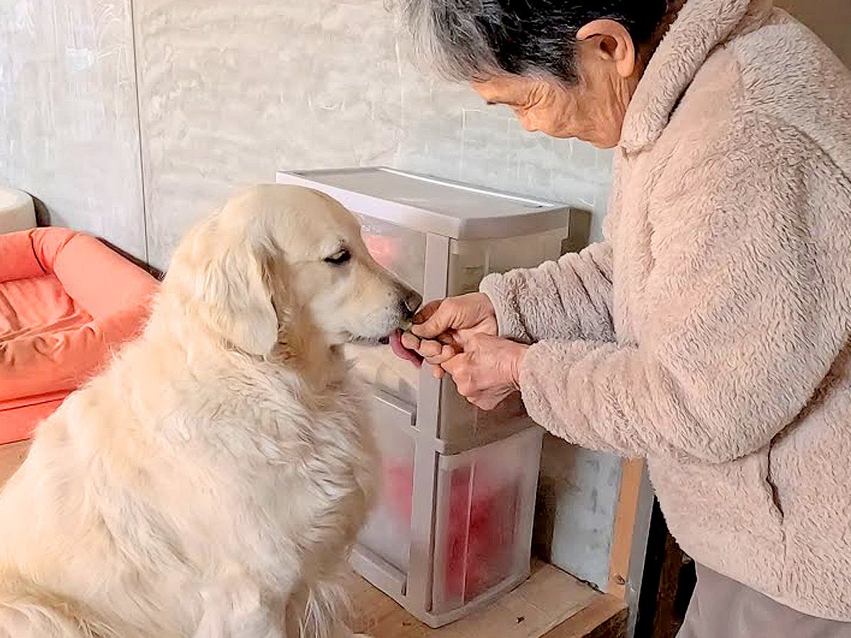 おばあちゃんのことが大好きな大型犬→『１日中べったりくっつく光景』が平和そのものだと6万再生「疲れ吹っ飛んだ」「素敵な関係」と絶賛続々