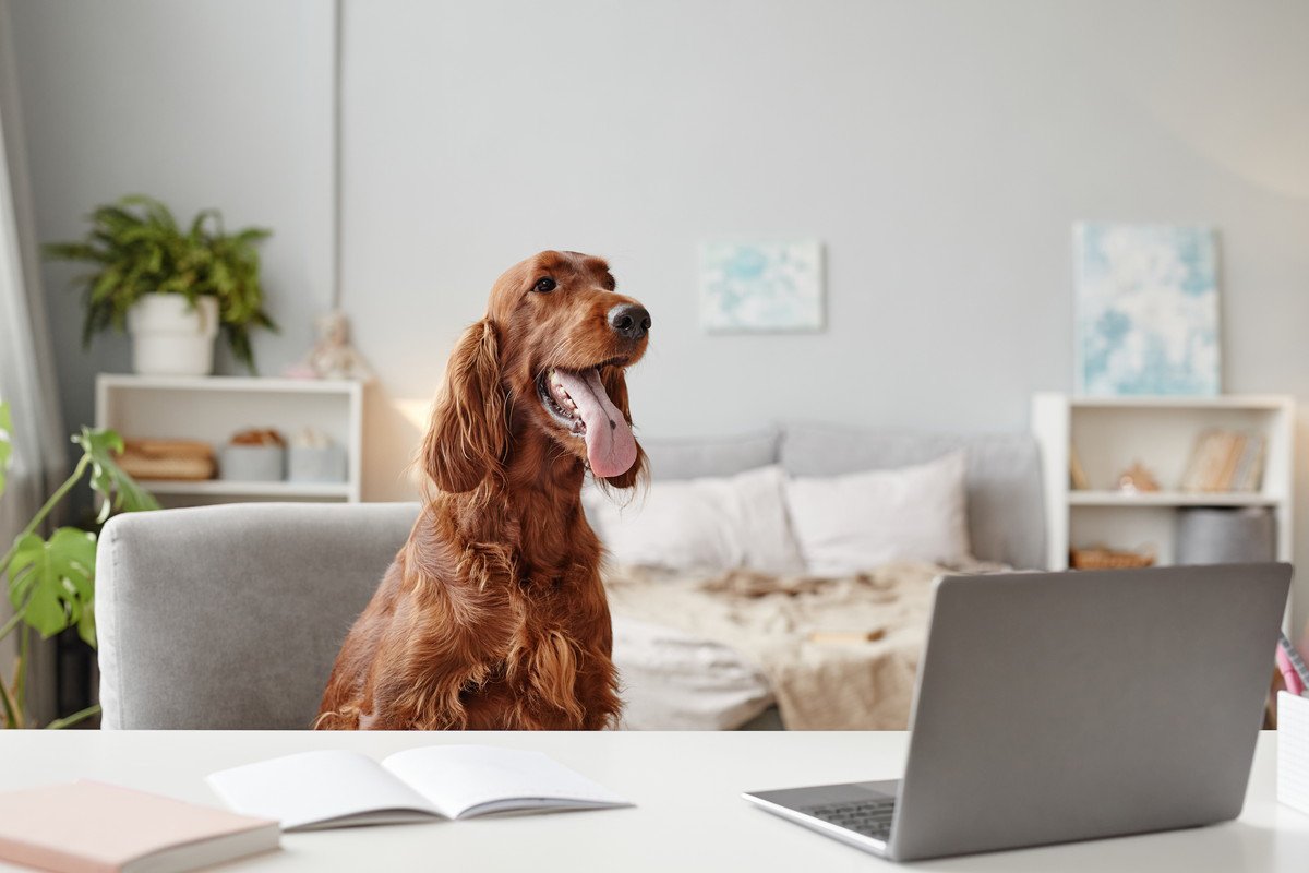 犬が飼い主の居場所を横取りする心理3選　なぜ移動したがるの？適切な対処法まで解説