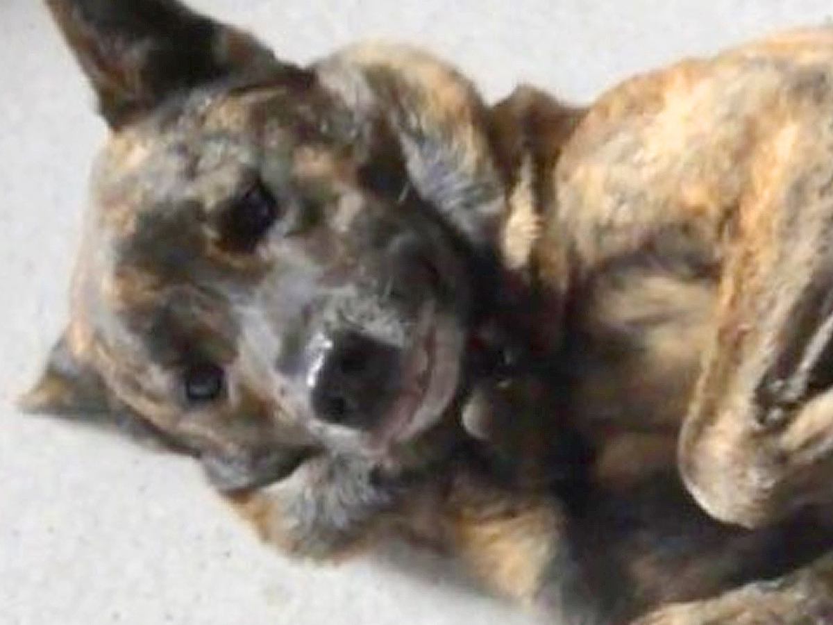犬が悪さをしたので叱ったら…もはや怒ることのできない『可愛すぎる反省の仕方』に反響「本当に申し訳なさそうｗ」「お利口」「許しちゃう」