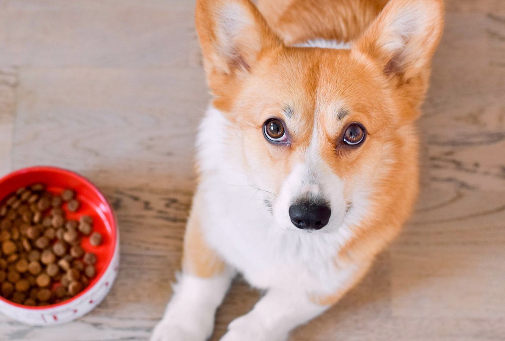 犬に食べさせるのが絶対NGな『冬の食材』5選