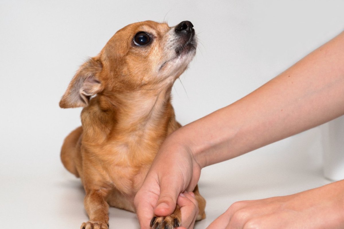 犬が飼い主に向かって唸るのはなぜ？考えられる5つの理由とやめさせるためにできる対処法から注意点まで