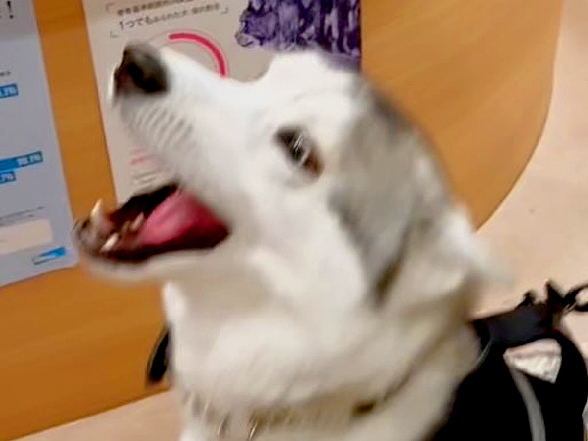動物病院のお姉さんを愛しすぎている大型犬→再会した次の瞬間…感情が爆発して『ぶっ壊れてしまう光景』に10万再生の反響「肉食系ｗｗ」と爆笑