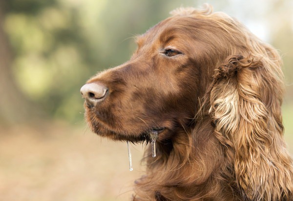 犬が茶色いもの嘔吐した！吐く原因と吐いたときの対処法まで