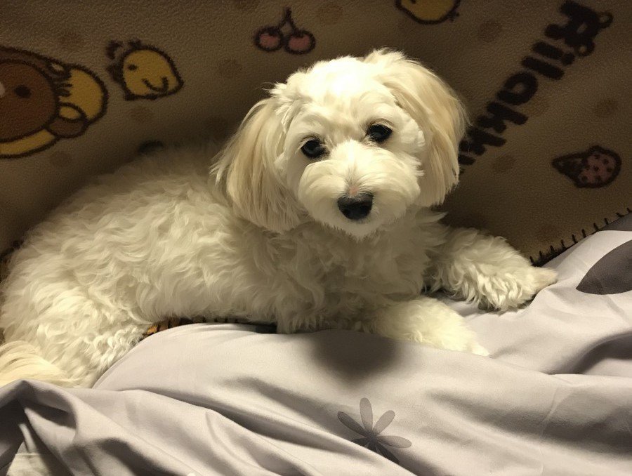 マルックス｜性格・特徴・人気の毛色から飼いやすさまで徹底ガイド