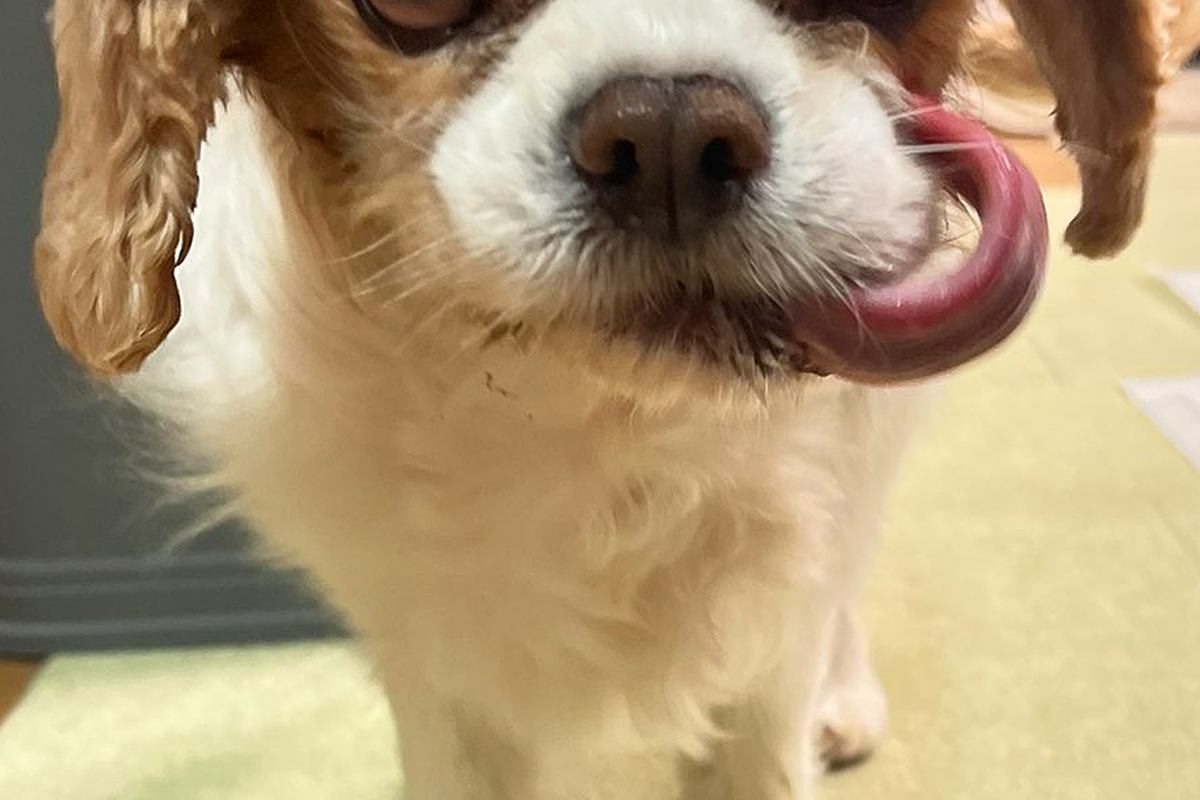 『悪い顔選手権優勝まである』犬の顔を撮影してみた結果→『とんでもなく悪い表情』が想像以上だと1万いいね集まる「洋画の悪い上官で草」