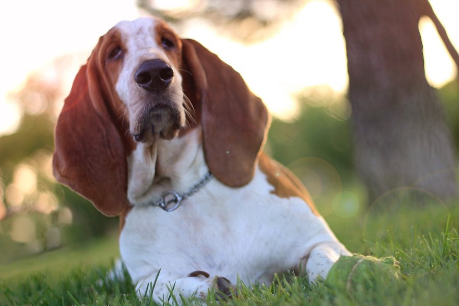 犬には「鼻くそ」はないって本当？