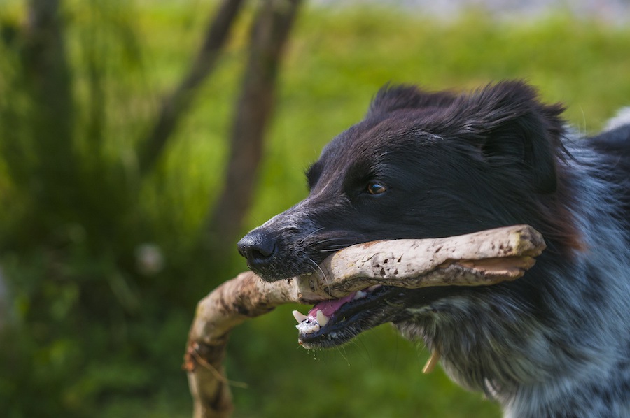 犬の本能を刺激する遊び方と注意点