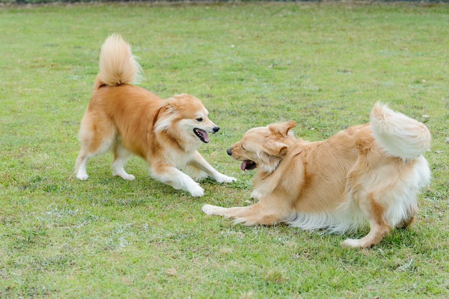 『ドッグランに行かない方がいい犬』の特徴5選