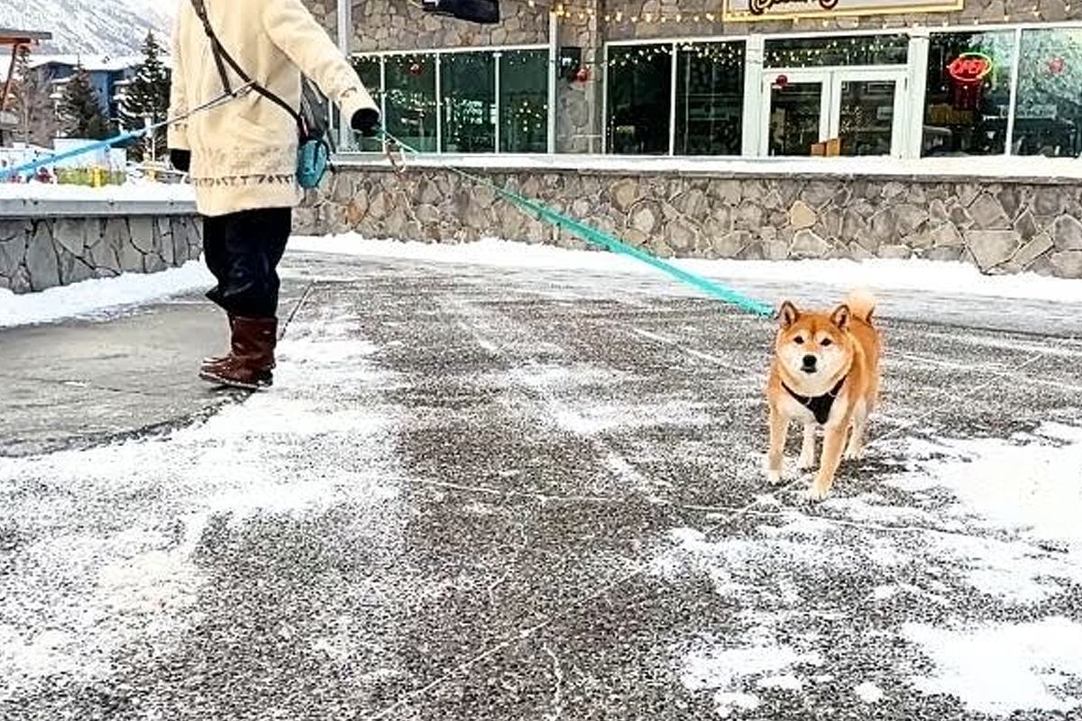 1週間、仕事で帰らなかったパパが『犬の散歩ルートで待ち伏せドッキリ』をした結果…『まさかの展開』に爆笑「シュールで草」「声出して笑った」