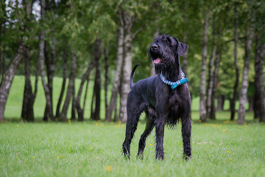 使役犬に属す犬種とは？主な特徴や気質、歴史から飼い方まで