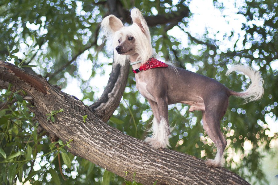 日本では少ない『珍しい小型犬』５選