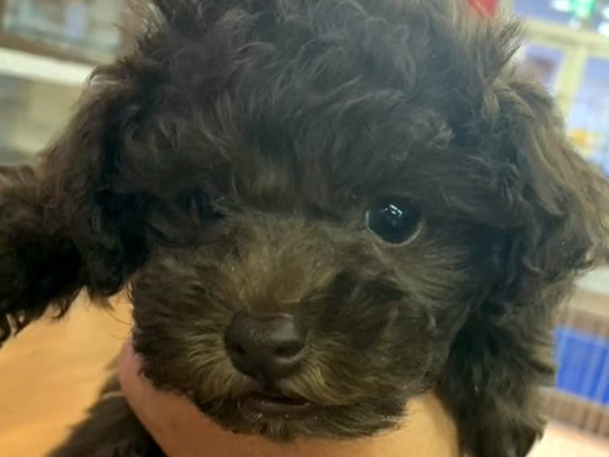 『こげ茶色の赤ちゃん犬を飼った』と思っていたら…1年後→想像を遥かに超える『別犬になる光景』が18万再生「こんな変わる？」「可愛いｗ」