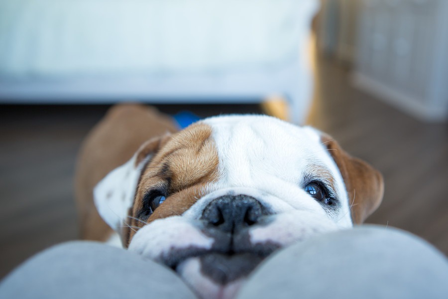 犬がいてくれてよかったと感じた６つのこと