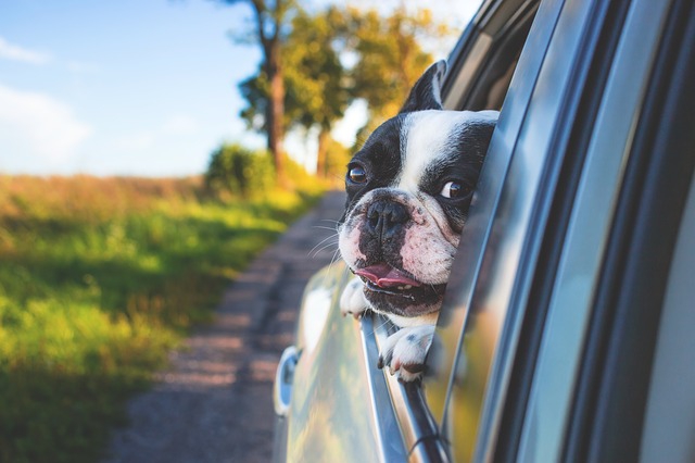 愛犬と楽しくドライブする方法♪私が「ドライブベッド」をおすすめする理由