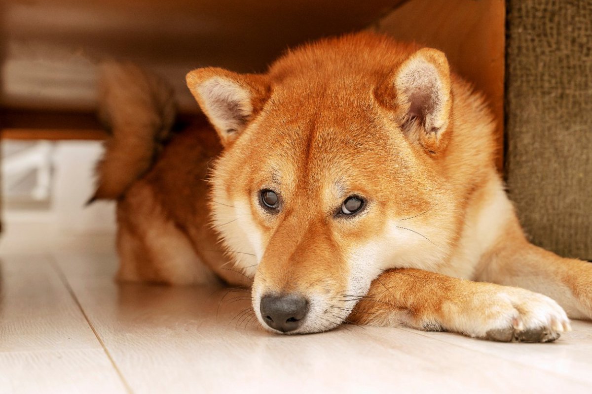 愛犬が退屈を感じている時に見せるサイン5選　飼い主がすべき対処法とは？