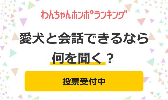 【投票受付中】もしも、愛犬と１度だけ会話できるとしたら…何を聞く？