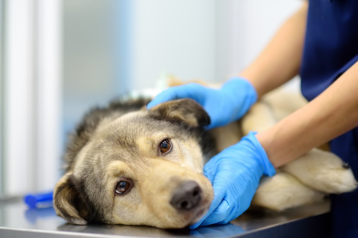 日常生活で犬が感染してしまう病気4つ　室内飼いでも他人事ではない？その危険性と対処法を解説