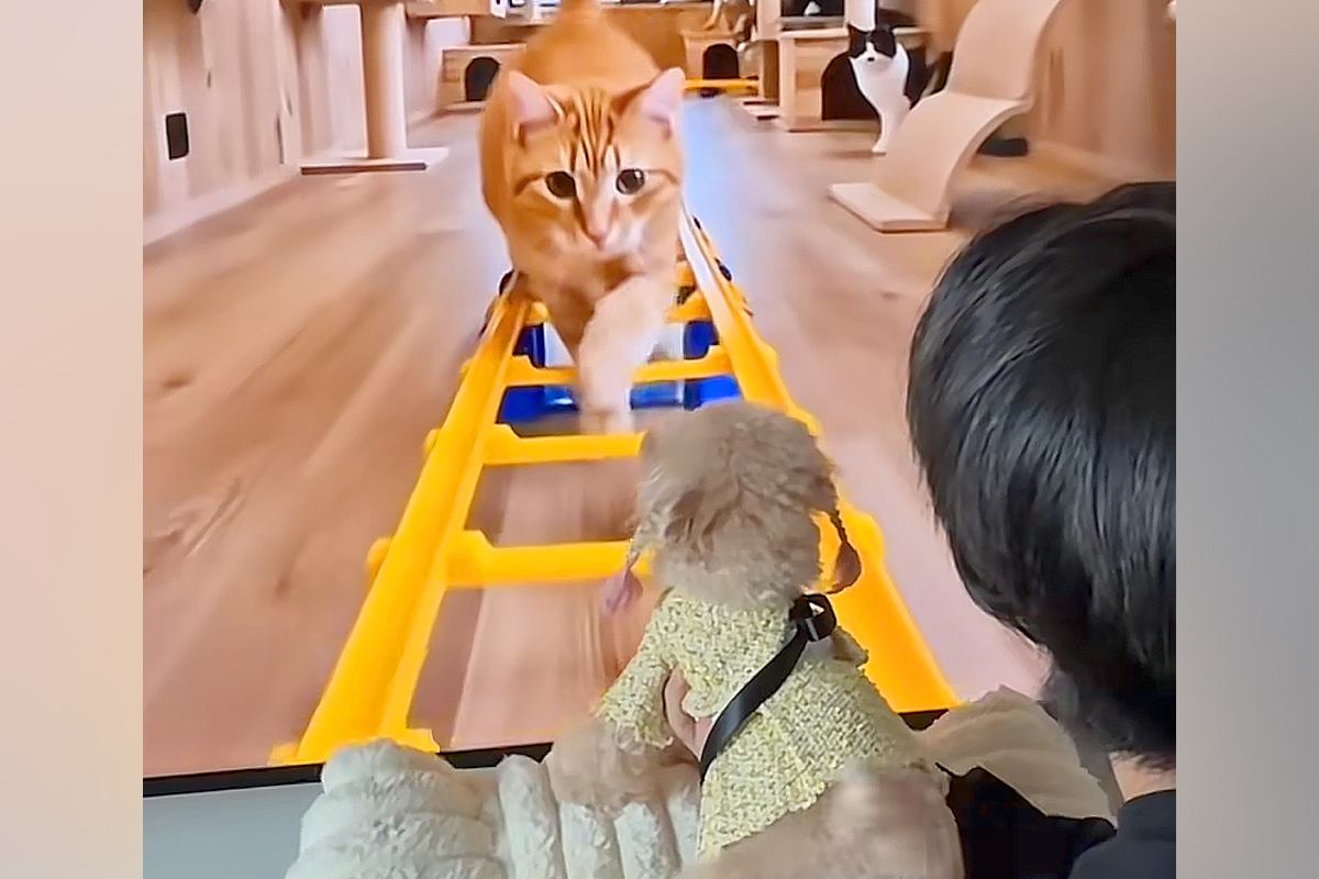 犬に『ジェットコースターの疑似体験』をさせてみた結果→道中に『猫』がたくさん出てきて…まさかの『ブチギレ』が60万再生「喧嘩売ってて草」