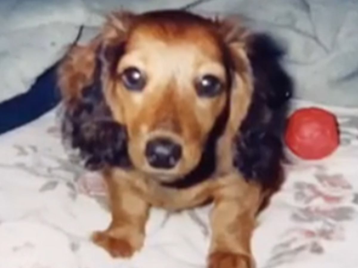 『尻尾が折れ曲がっているから』と売れ残った犬を飼ったら…亡くなるまでを綴った『家族との記録』に涙が止まらないと57万再生「めちゃ泣いた」