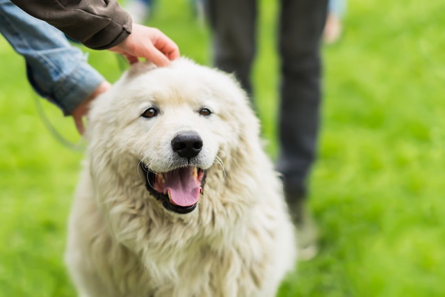 「遠足」は保護施設の犬にポジティブな影響を与えるかというリサーチ