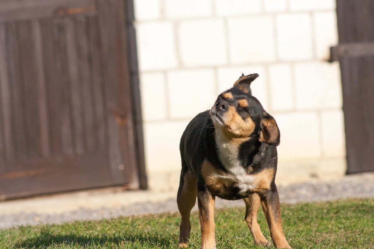 犬が『何度も頭を振る』理由３選！実は病気の疑いも