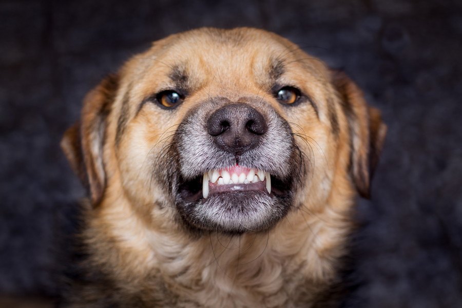 犬が飼い主のことを『本気噛み』してくる時の心理３選！やめさせるには？