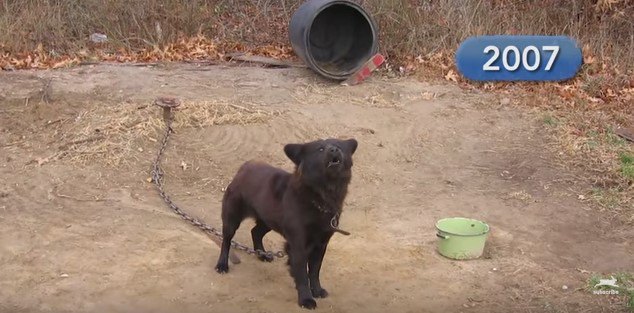 「放置子」犬の元に通い、行方不明を乗り越えて勝ち取った10年越しの絆