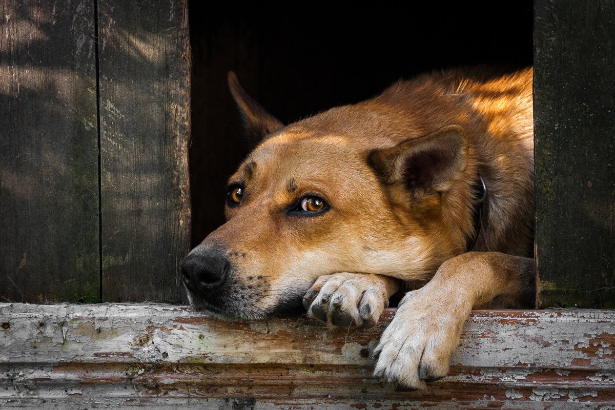 絶対に犬を外飼いしてはいけない『4つの理由』虐待に繋がってしまうケースや室内飼いとの寿命の比較