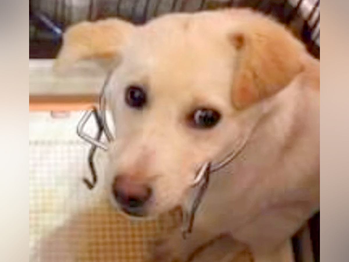 全く心を開いてくれなかった保護犬→何度も面会をした結果…想像以上に大変な記録と現在の光景が7万再生「泣いてしまった」「感謝」の声続々