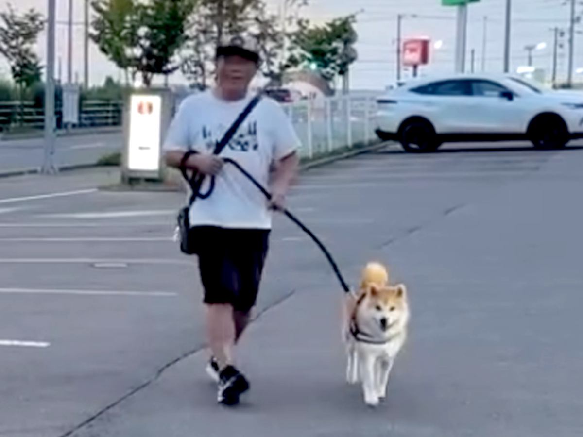『犬が動かなくなった』とパパから電話→車で迎えに行った結果…思っていたのと違う『まさかの光景』が211万再生「めっちゃニコニコで草」