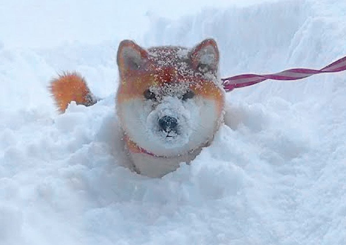 犬と『大雪の中』お散歩に行った結果…家に入りたがらない光景がかわいすぎると475万再生「雪好きなんだね」「寒くないのかな」